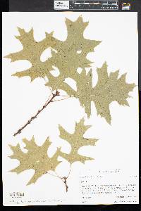 Quercus palustris image