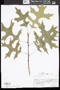 Quercus palustris image
