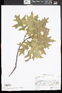 Quercus palustris image