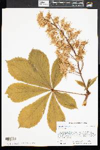 Aesculus hippocastanum image