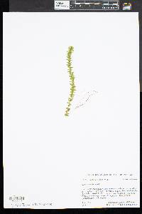 Elodea canadensis image