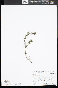 Elodea canadensis image