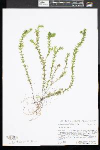 Elodea canadensis image