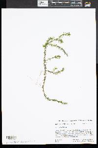 Elodea nuttallii image