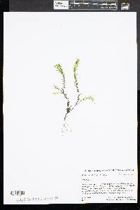 Elodea nuttallii image