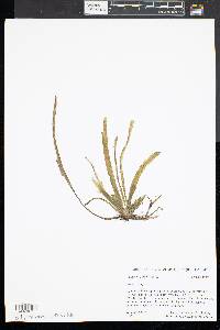 Vallisneria americana image