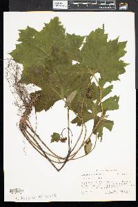 Hydrophyllum canadense image