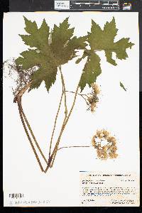Hydrophyllum canadense image