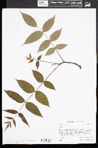 Juglans cinerea image