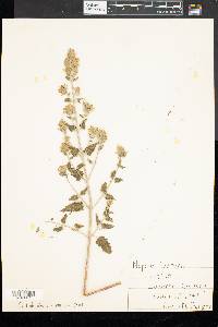 Nepeta cataria image