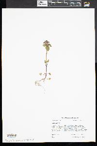 Lamium purpureum image