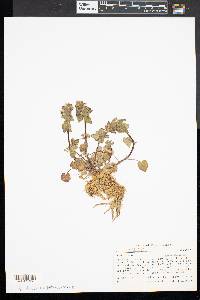 Lamium purpureum image