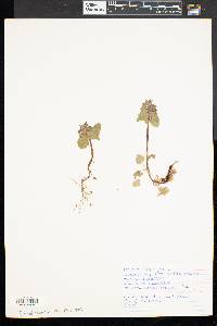 Lamium purpureum image