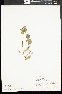 Lamium purpureum image