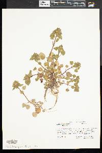 Lamium purpureum image