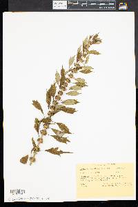 Leonurus cardiaca image