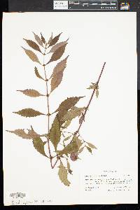 Lycopus rubellus image