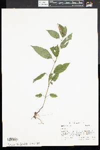 Monarda didyma image
