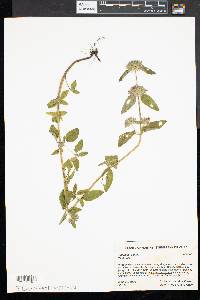 Clinopodium vulgare image