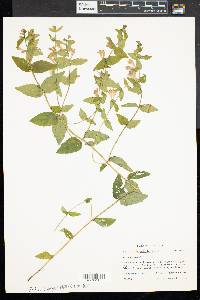 Scutellaria galericulata image