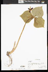 Trillium erectum image
