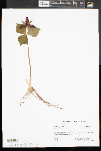 Trillium erectum image