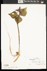 Trillium erectum image