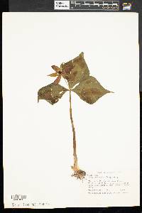 Trillium erectum image