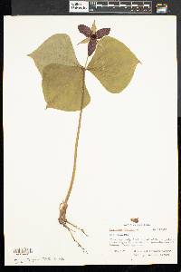 Trillium erectum image