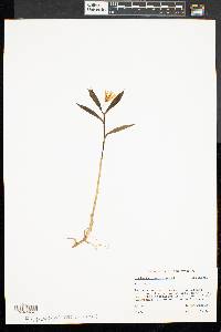 Uvularia sessilifolia image