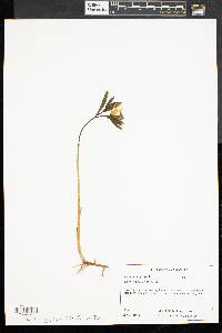Uvularia sessilifolia image