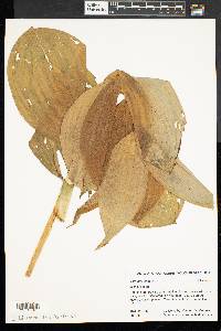 Veratrum viride image