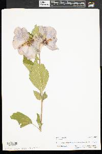 Hibiscus syriacus image