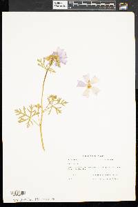 Malva moschata image