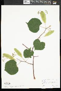 Tilia cordata image