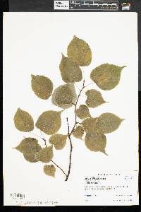 Tilia cordata image