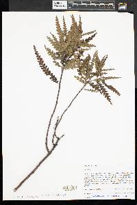 Comptonia peregrina image