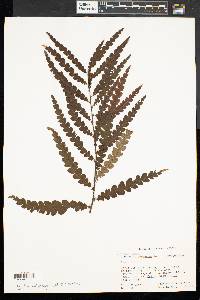 Comptonia peregrina image