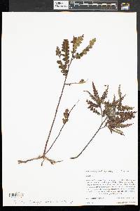 Comptonia peregrina image