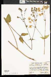 Mirabilis nyctaginea image