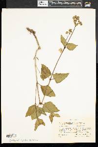 Mirabilis nyctaginea image