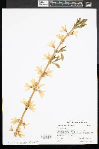 Forsythia suspensa image