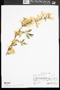 Forsythia suspensa image