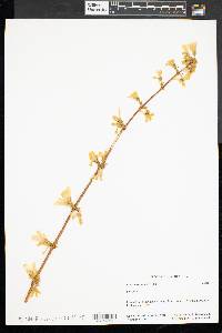 Forsythia suspensa image