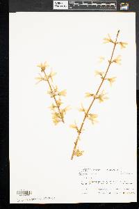 Forsythia suspensa image