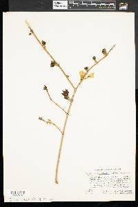 Forsythia suspensa image