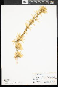 Forsythia viridissima image