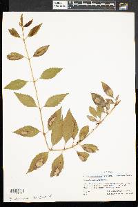 Forsythia viridissima image