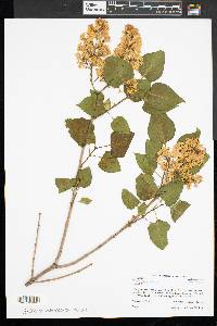 Syringa vulgaris image