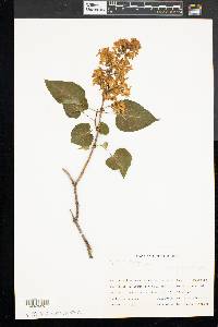 Syringa vulgaris image